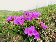 55 Primula gluacescens nei pratoni